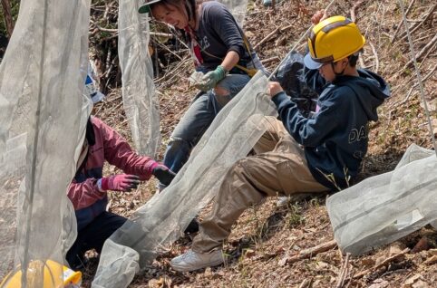 能勢の里山の斜面で、苗木を守るネットを張る参加者